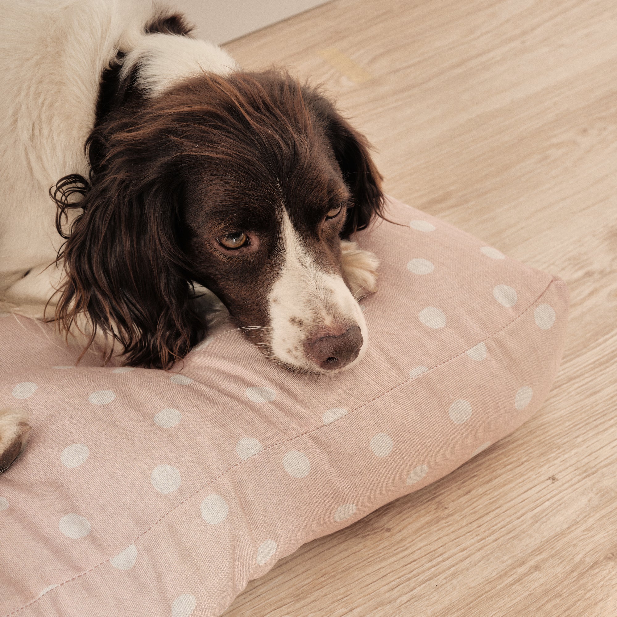 Cama para perros y gatos gruesa y acolchada 100% algodón antimanchas para mascotas 0120-179