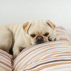 Cama para perros y gatos gruesa y acolchada 100% algodón antimanchas para mascotas 0120-421