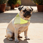 Pack 2 unidades bandana para mascotas Bath verde