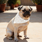 Pack 2 unidades bandana para mascotas 0120-178