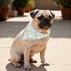 Pack 2 unidades bandana para mascotas ASENA 4