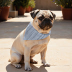 Pack 2 unidades bandana para mascotas LESA 125 STEEL BLUE