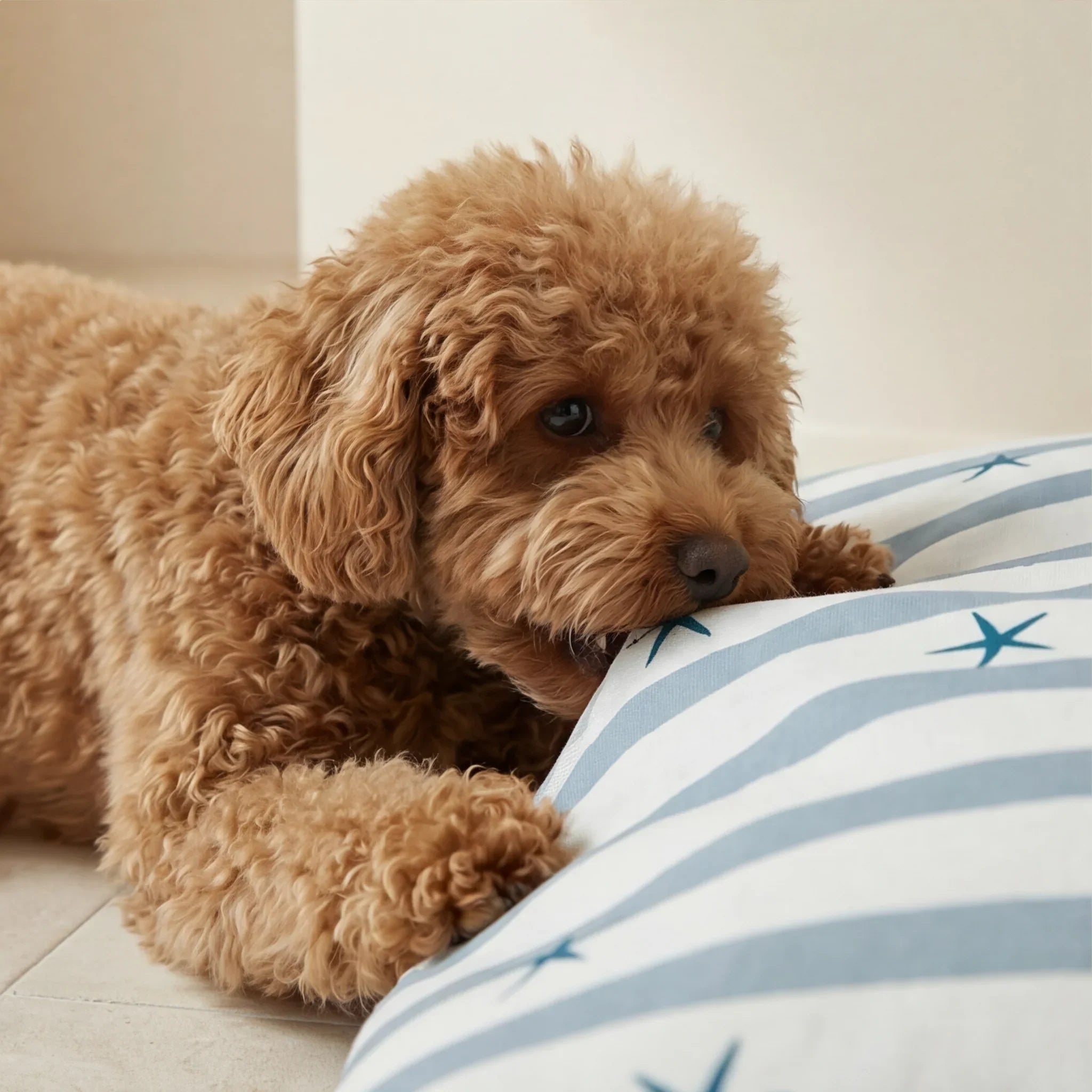 Cama para mascotas desenfundable antimanchas Boni