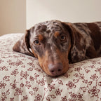 Cama para mascotas desenfundable antimanchas Bruma