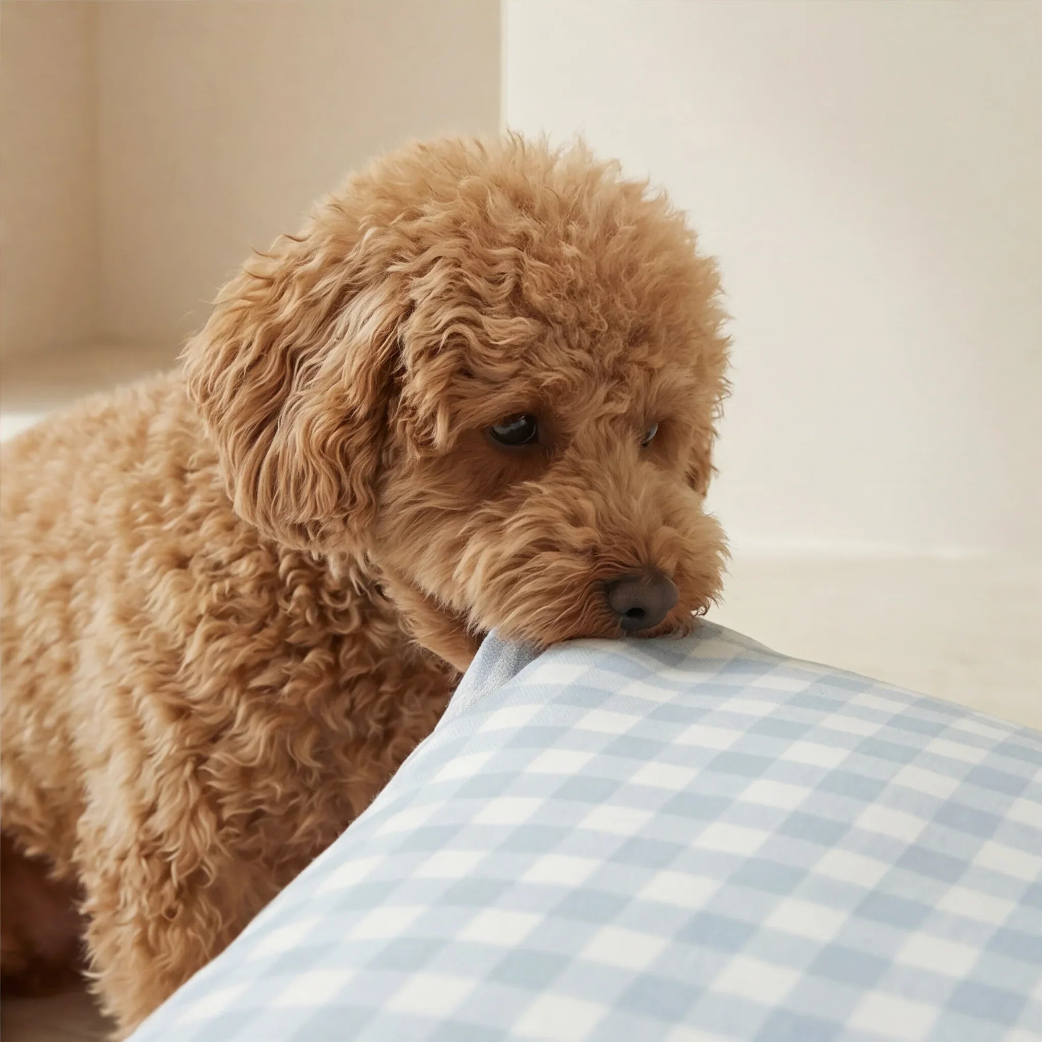 Cama para mascotas desenfundable antimanchas Calafat Azul Claro
