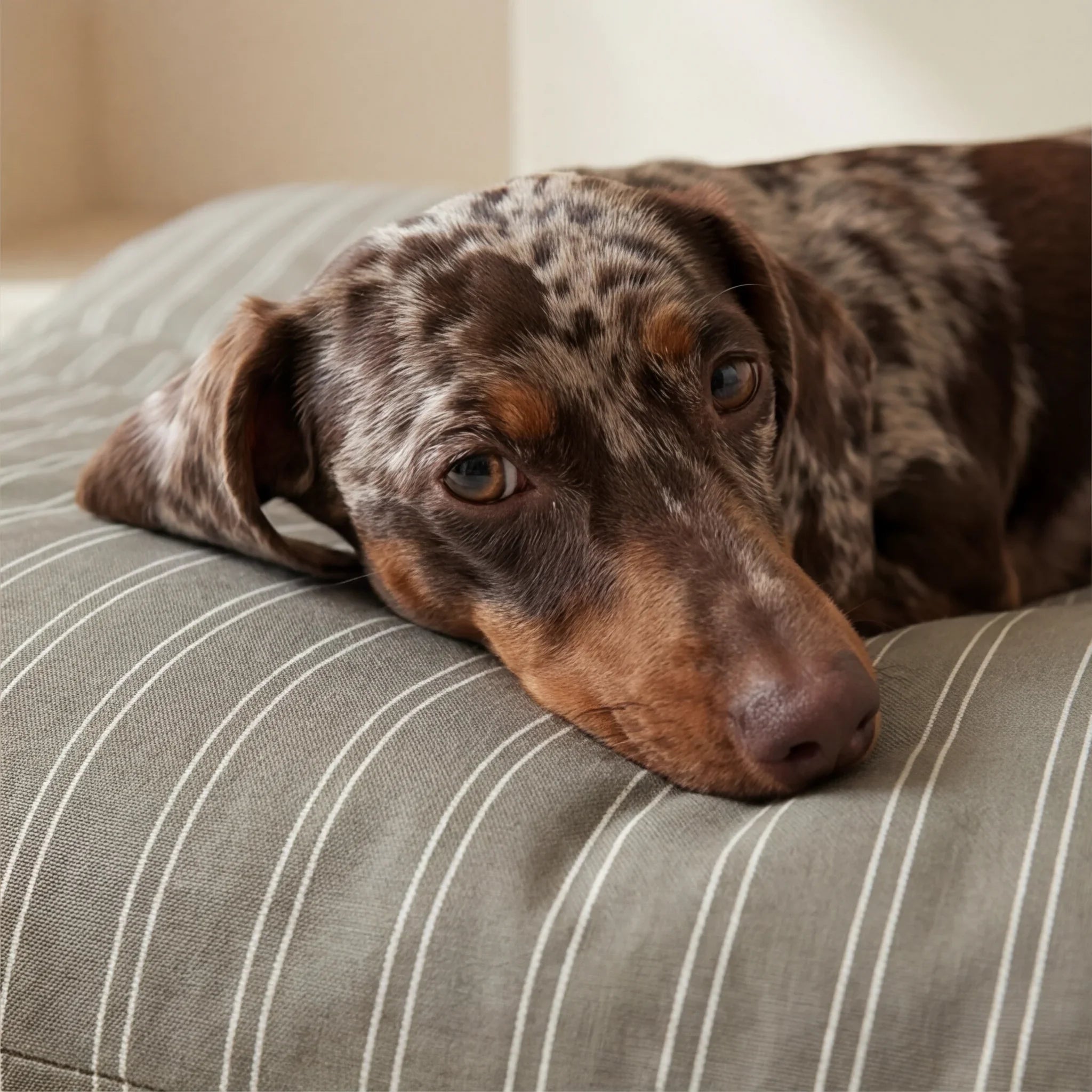 Funda para cama de mascota antimanchas Canela
