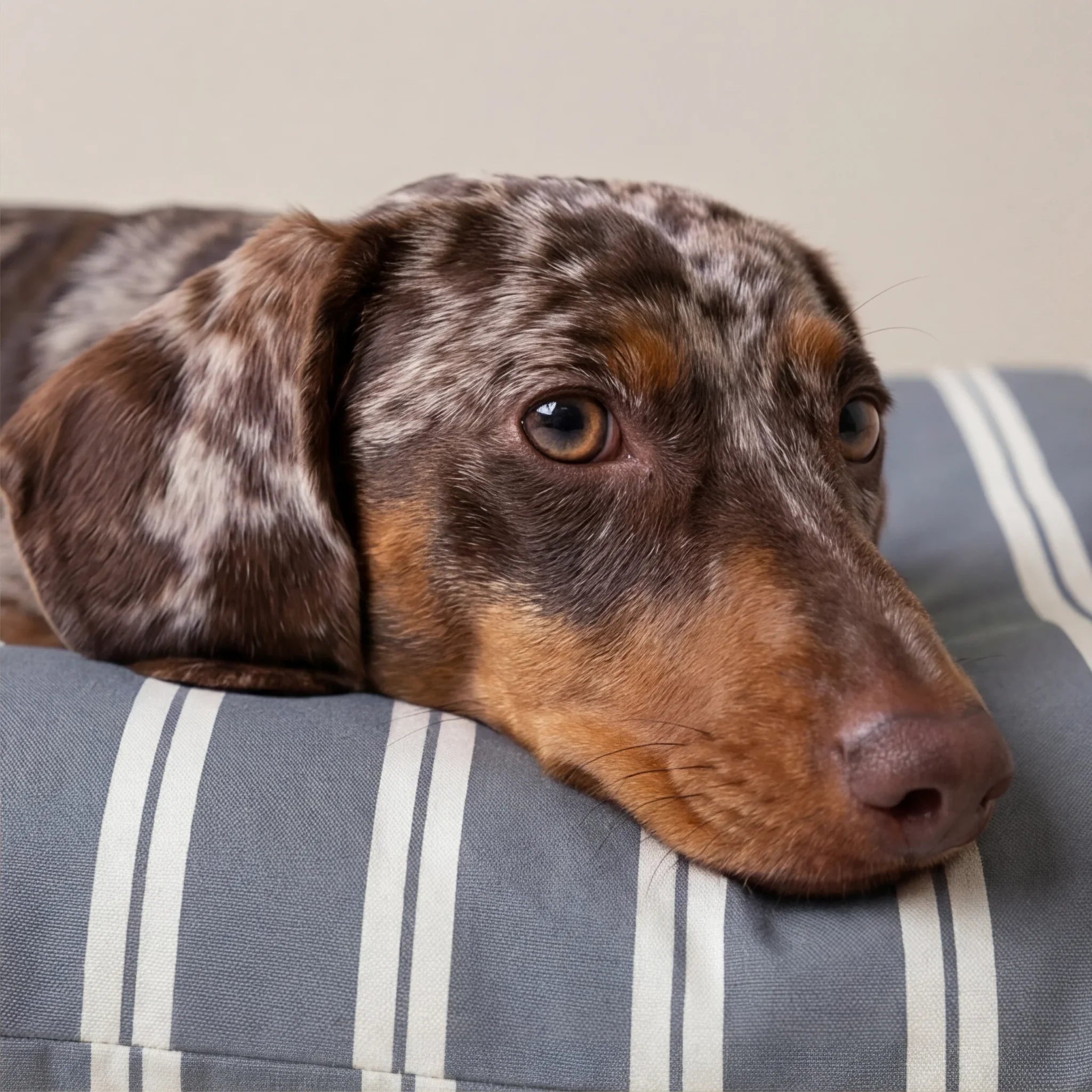 Funda para cama de mascota antimanchas Chispa