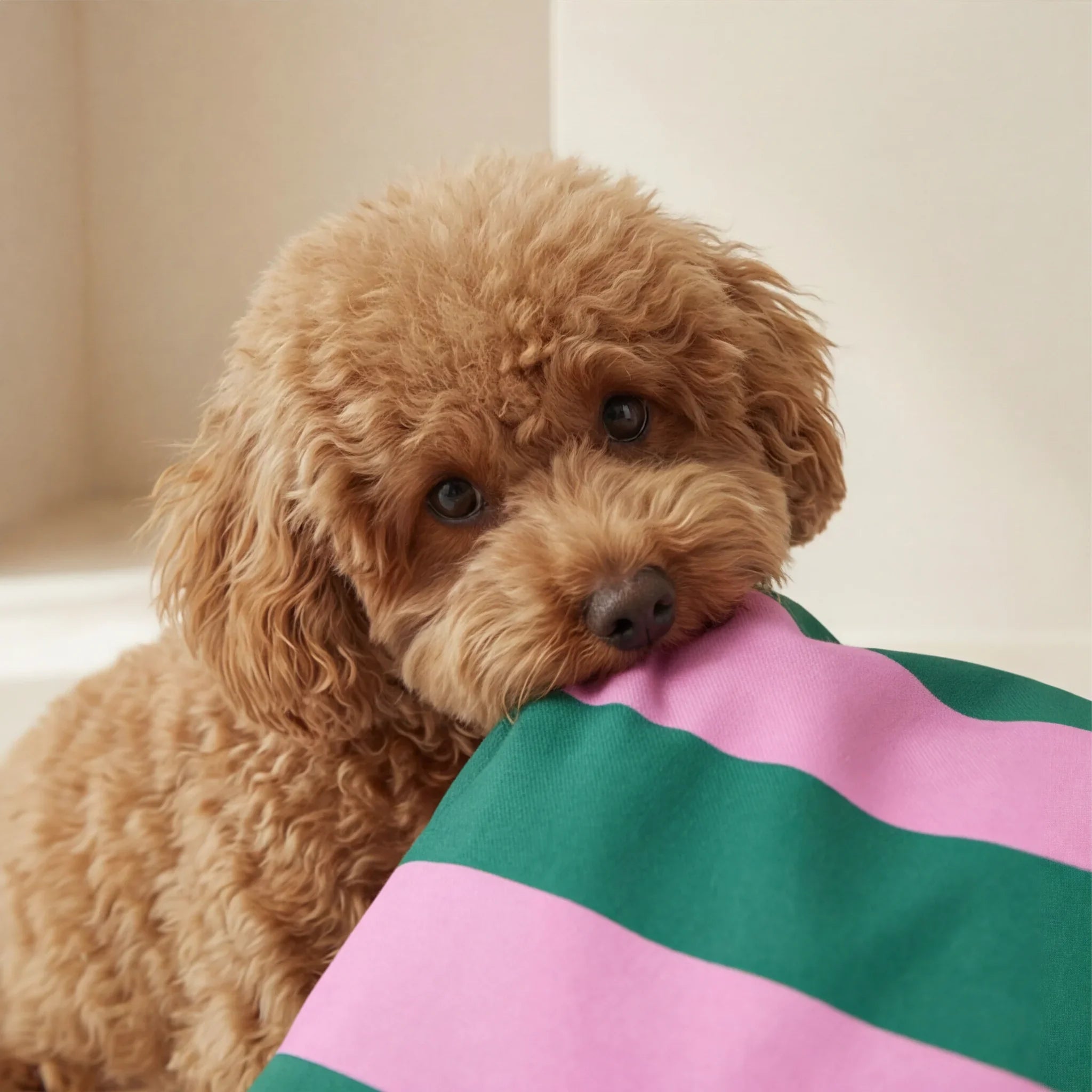 Cama para mascotas desenfundable antimanchas Copo