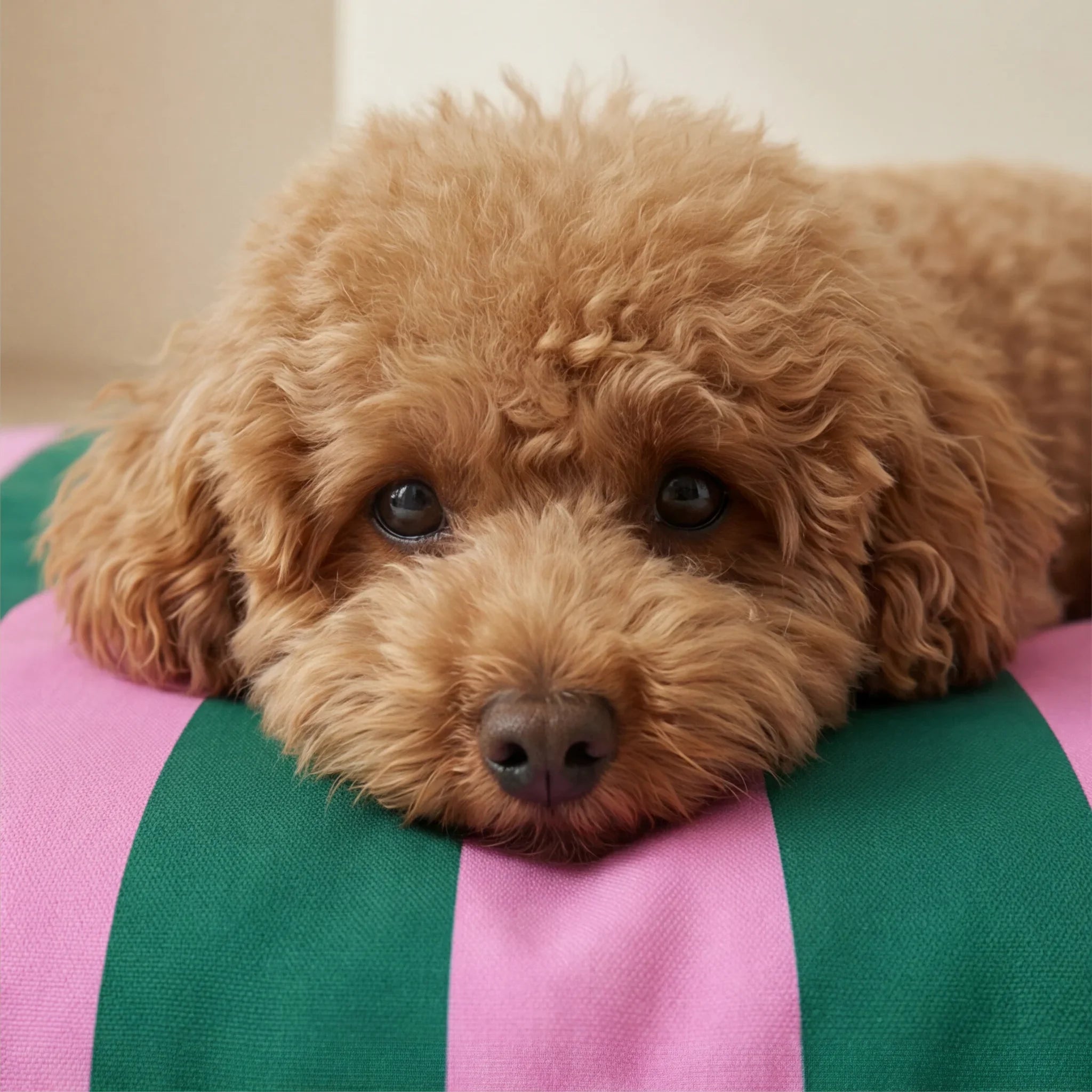 Cama para mascotas desenfundable antimanchas Copo