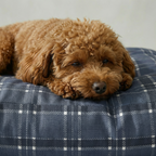 Cama para mascota gruesa y acolchada con acabado antimanchas Camilo Blue