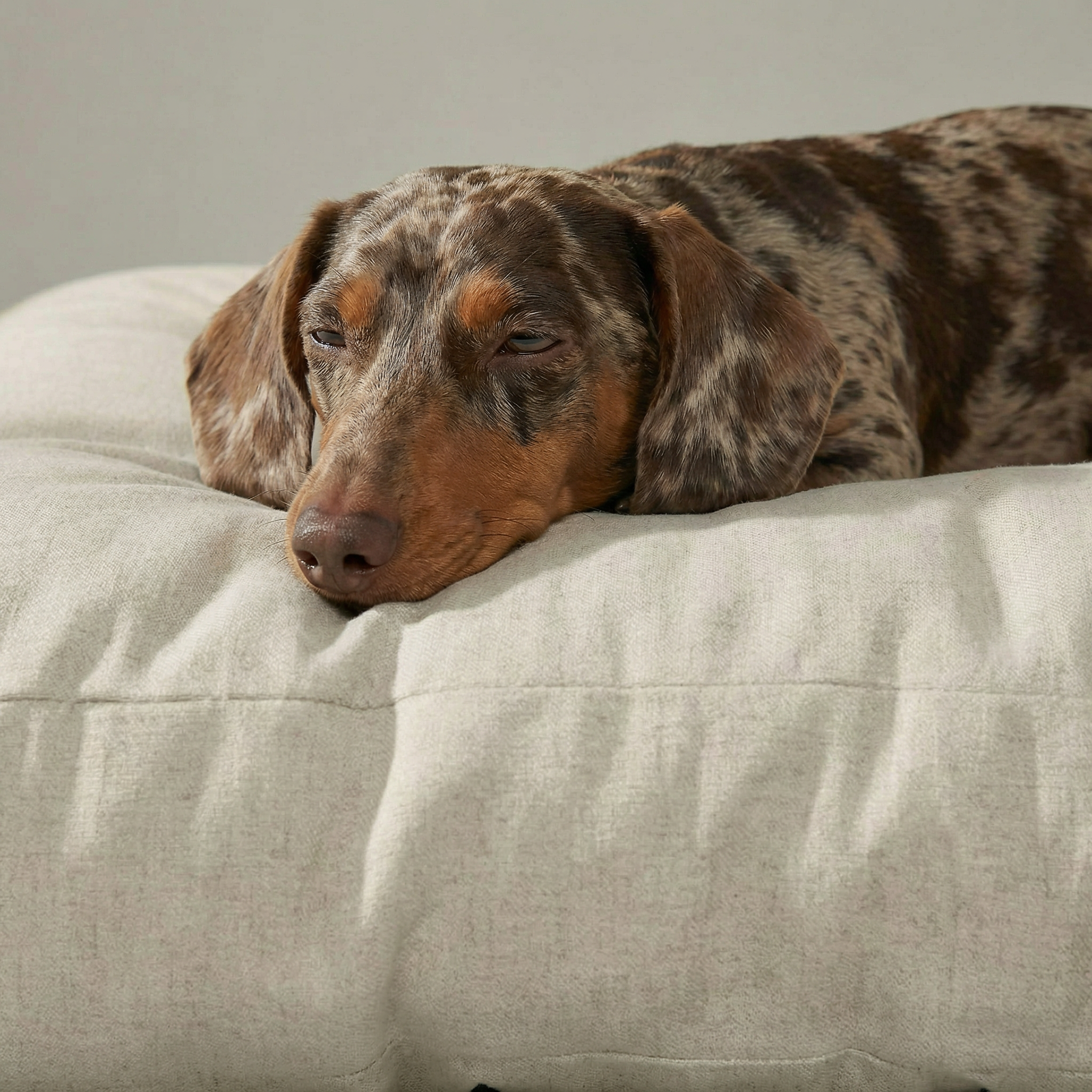 Cama para mascota gruesa y acolchada con acabado antimanchas Liso Lino 101