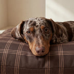 Cama para mascotas desenfundable antimanchas Gus