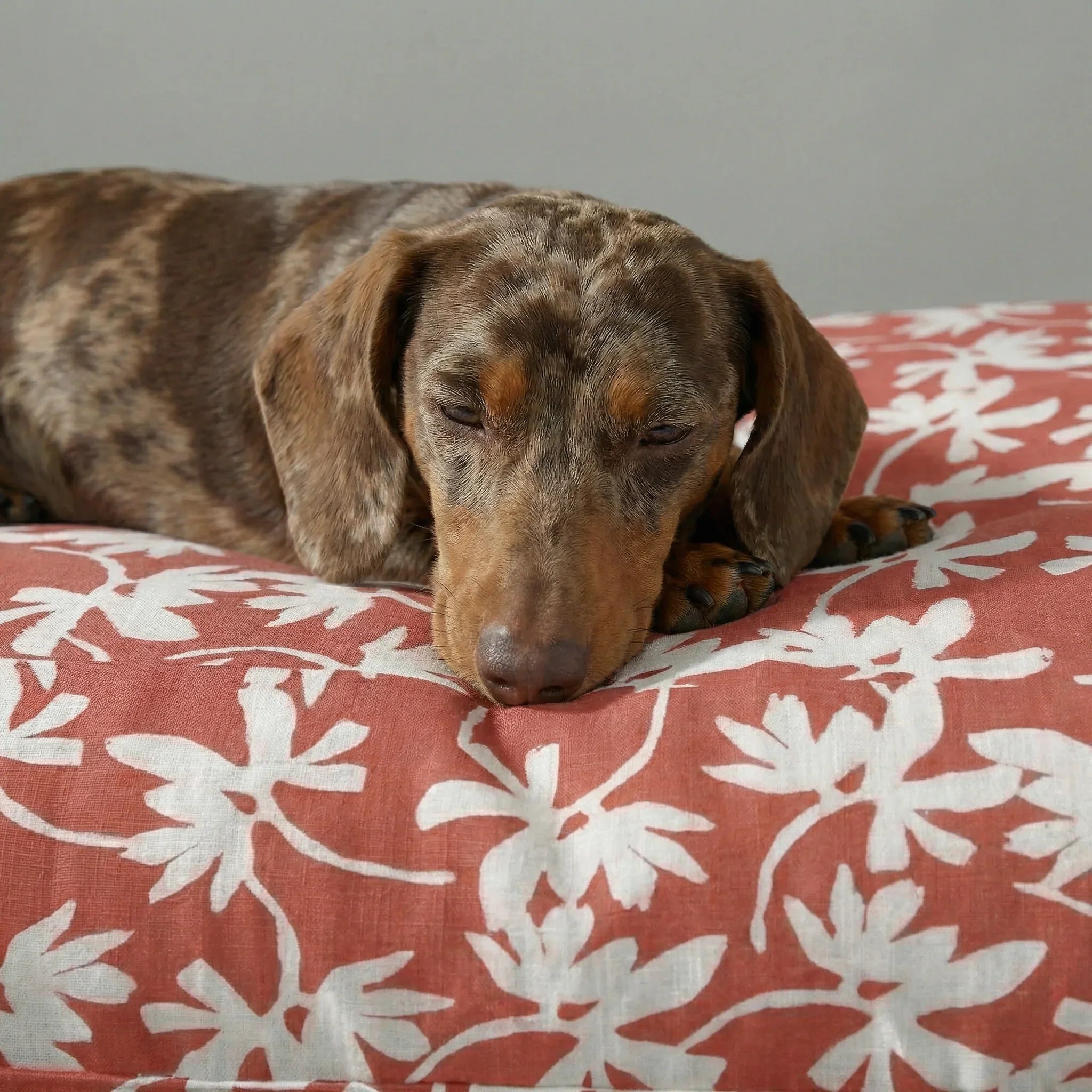 Cama para mascota gruesa y acolchada con acabado antimanchas Halton 25
