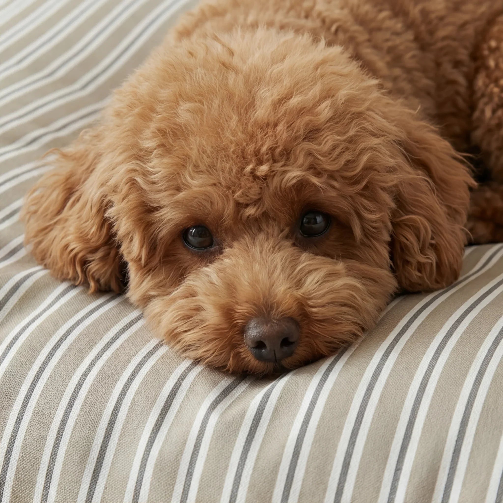 Cama para mascotas desenfundable antimanchas Joel