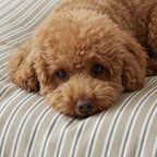 Funda para cama de mascota antimanchas Joel