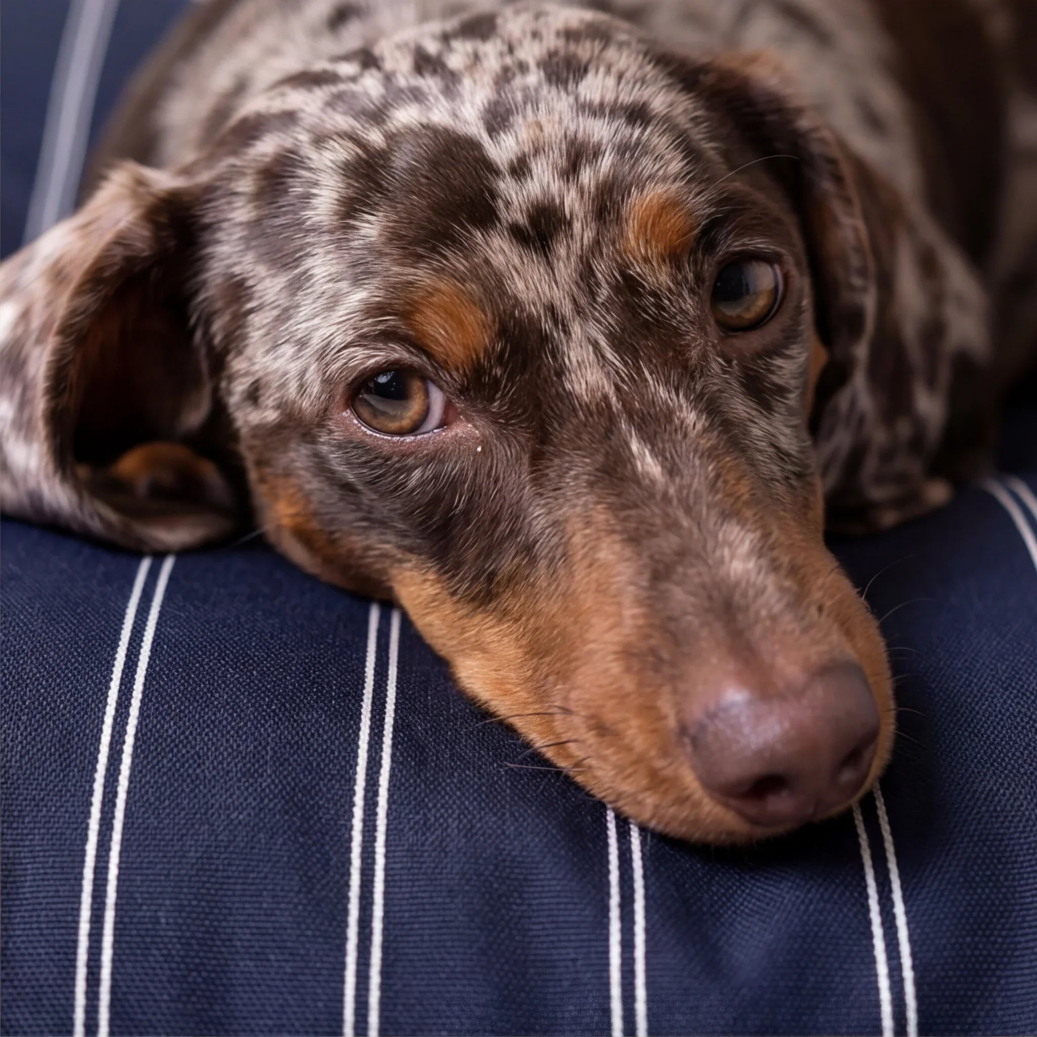 Funda para cama de mascota antimanchas Max Marino