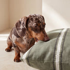 Cama para mascotas desenfundable antimanchas Cora