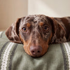 Cama para mascotas desenfundable antimanchas Cora