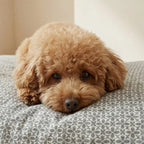 Funda para cama de mascota antimanchas Monina Soft 10