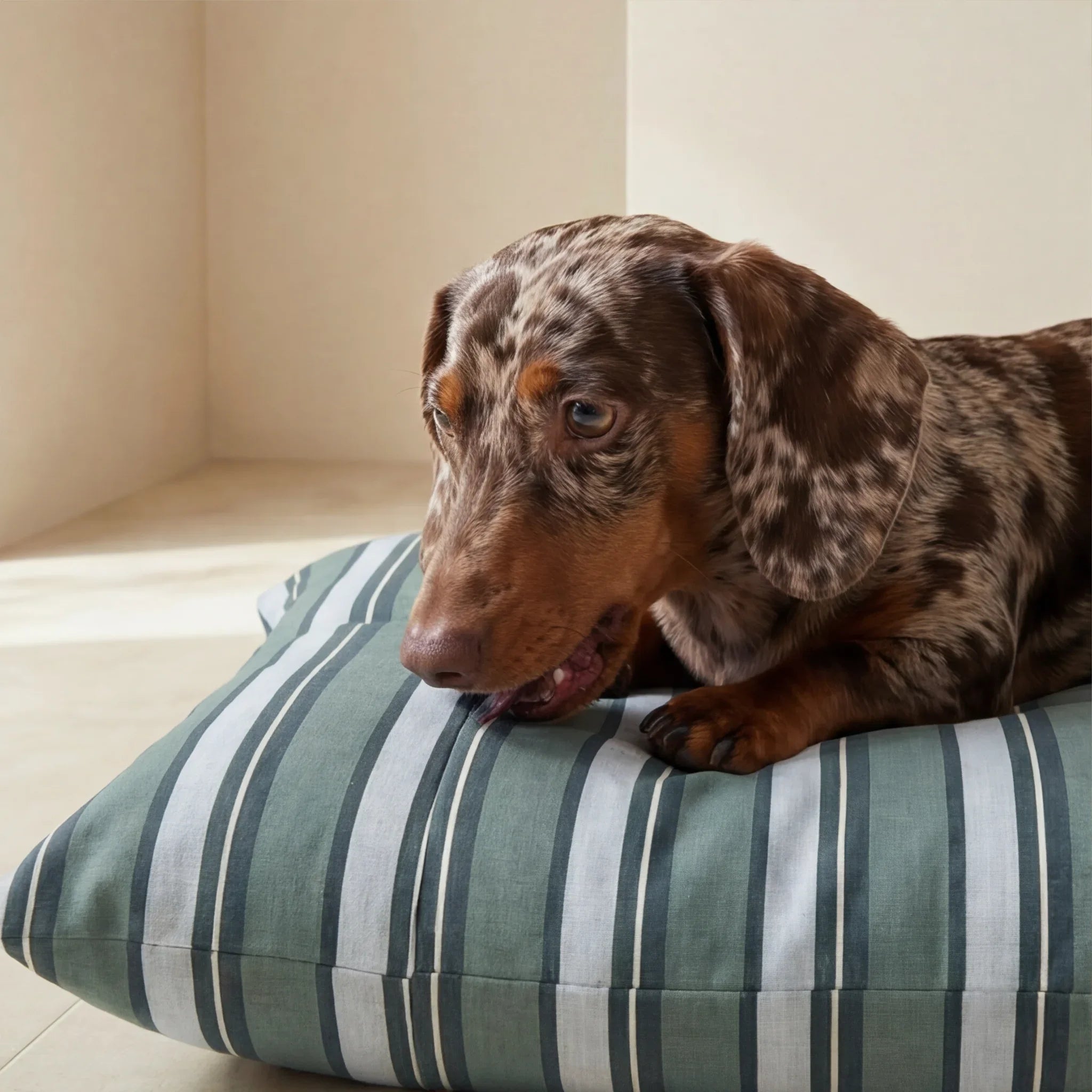 Cama para mascotas desenfundable antimanchas Orelis Balance