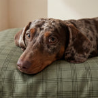 Cama para mascotas desenfundable antimanchas Pancho Green