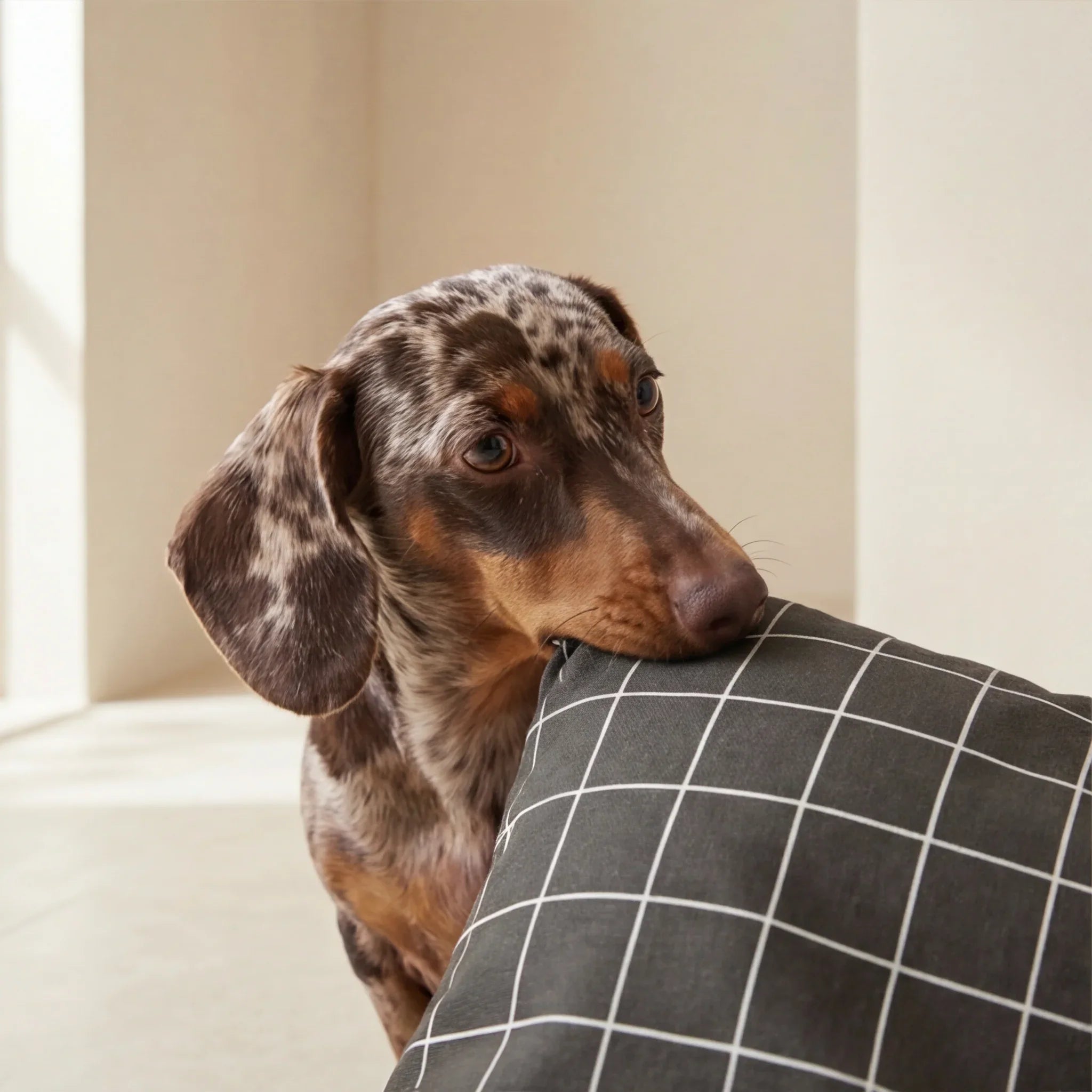 Cama para mascotas desenfundable antimanchas Pumba Marron