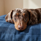 Funda para cama de mascota antimanchas Rex Marino