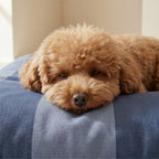 Funda para cama de mascota antimanchas Romani Azul