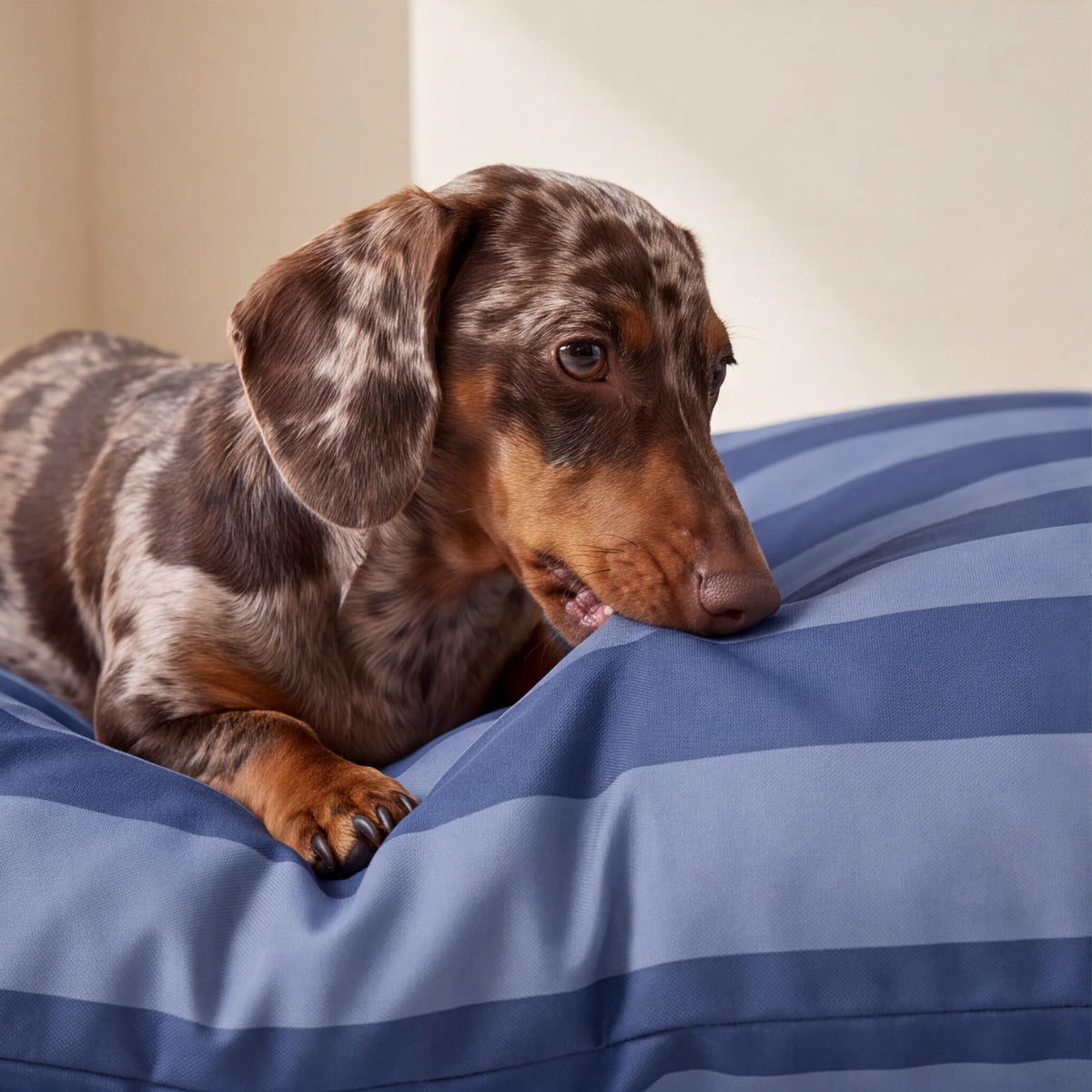 Cama para mascotas desenfundable antimanchas Romani Azul