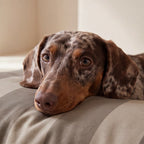 Funda para cama de mascota antimanchas Romani Marron