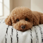 Cama para mascotas desenfundable antimanchas Rufus