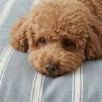 Funda para cama de mascota antimanchas Scott Azul