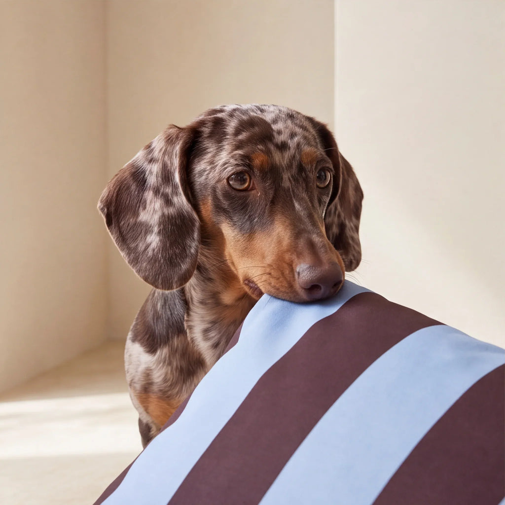 Funda para cama de mascota antimanchas Romani Choco