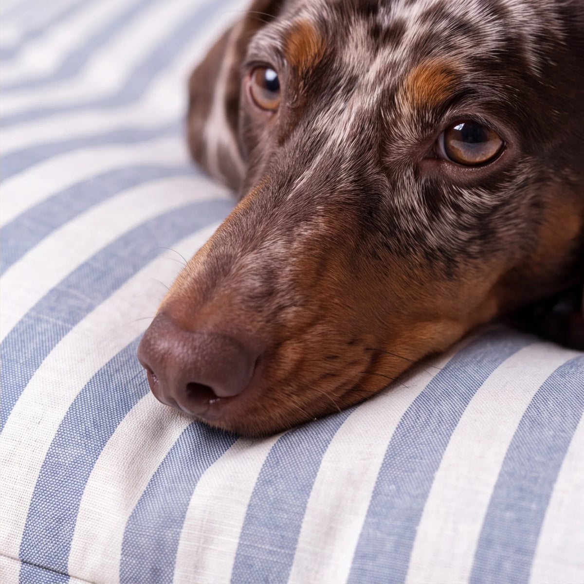 Cama para mascotas desenfundable antimanchas Seleni Marino