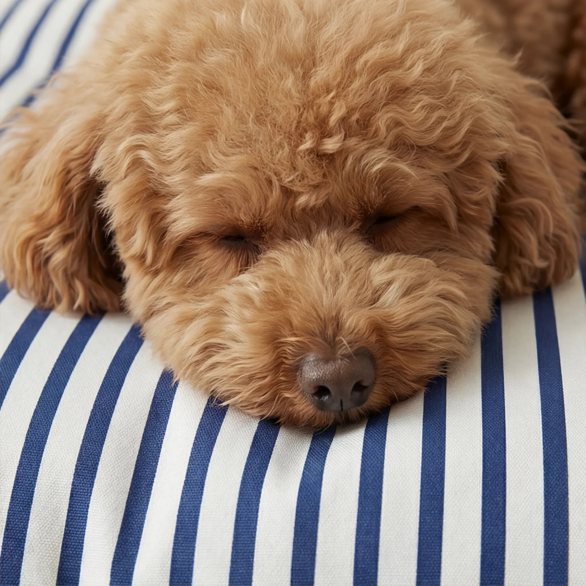 Cama para mascotas desenfundable antimanchas Tavernes