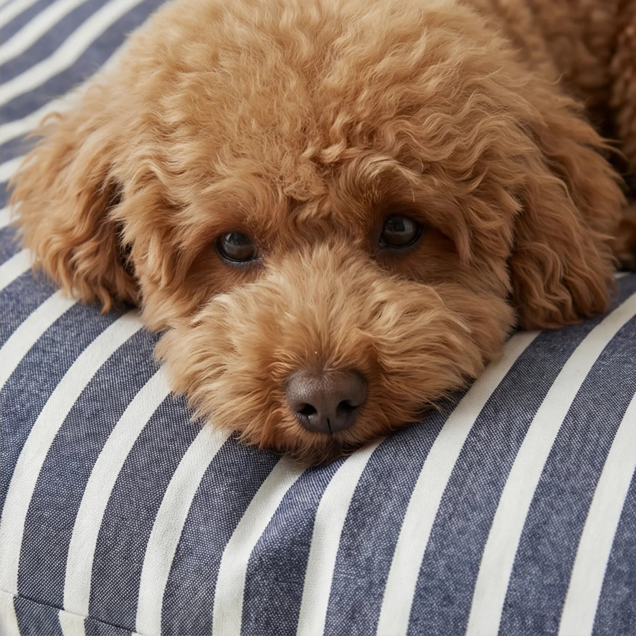 Cama para mascotas desenfundable antimanchas Vinaros Pequeña