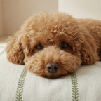 Cama para mascotas desenfundable antimanchas Ian Green