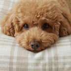 Funda para cama de mascota antimanchas Jara Beige
