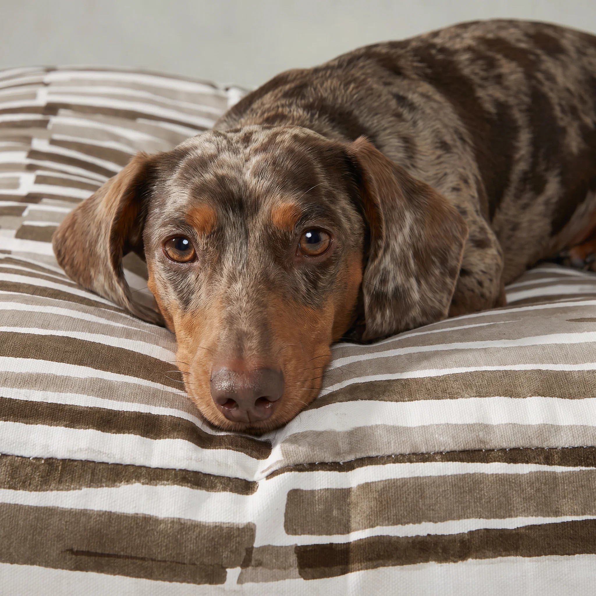 Cama para mascota gruesa y acolchada con acabado antimanchas Xaló C